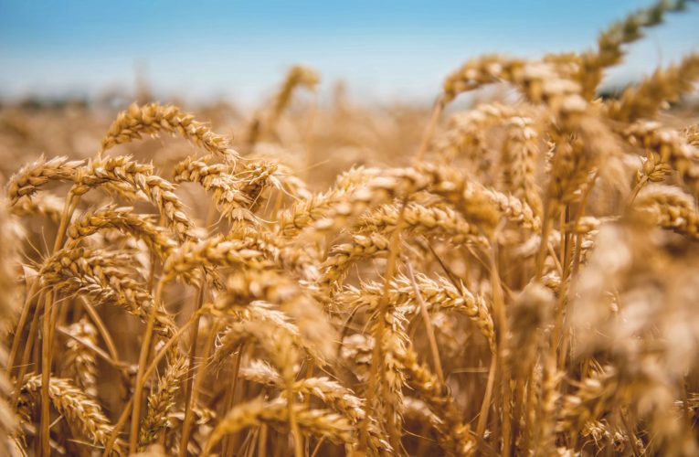 Wheat Adhesive Experts Share their Knowledge on Concepts to Improve Production Efficiency in the Corrugated Industry 